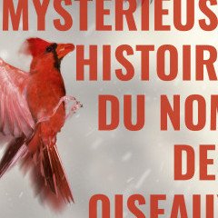 La mystérieuse histoire du nom des oiseaux - Henriette Walter, Pierre Avenas - critique du livre